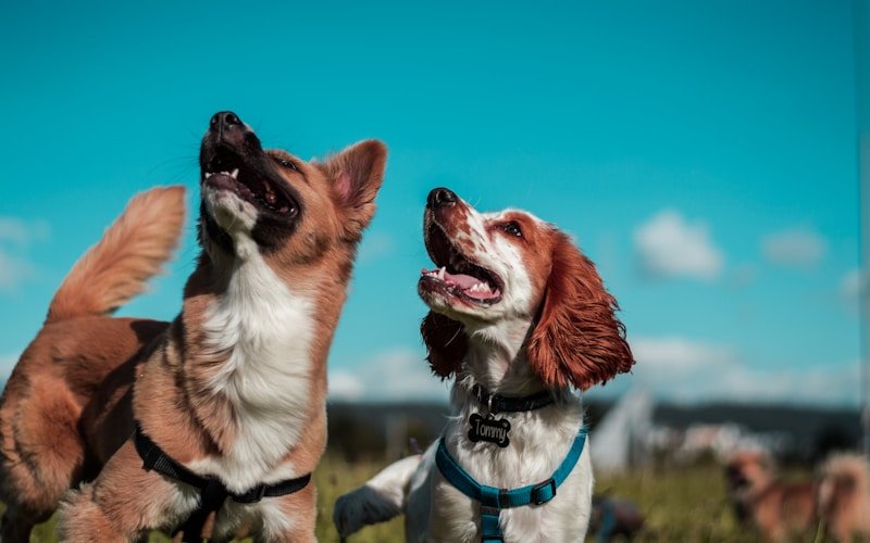 Duke’s Second Chance