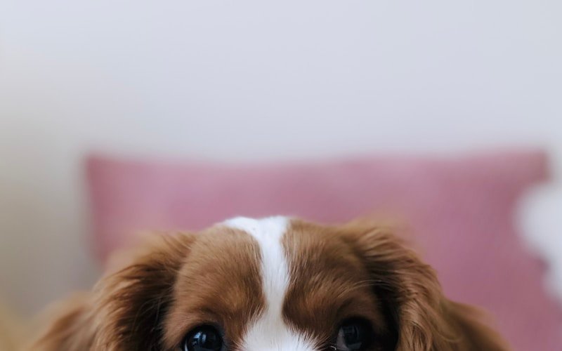 Coco’s Transformation